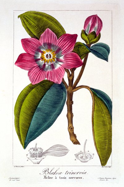 Melier, 1836 door Pancrace Bessa